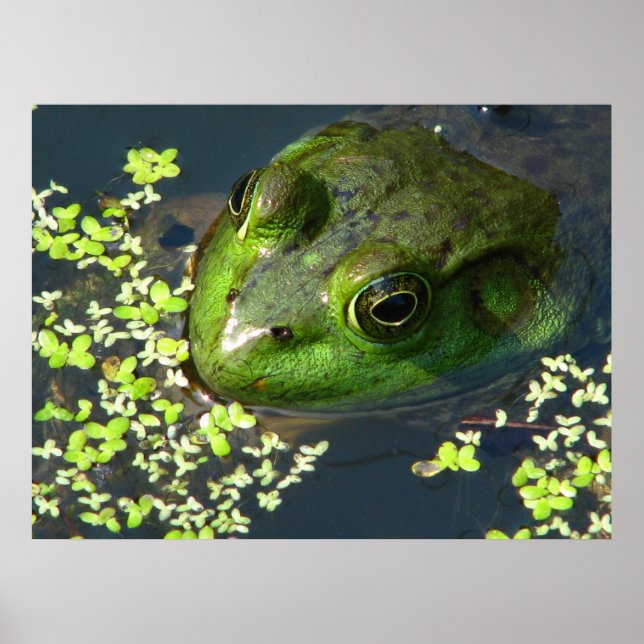 Impression de grenouille (Devant)