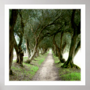 Impression de jardin d'olive