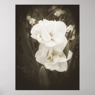 Impression de jonquille antique