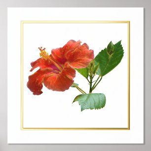 Impression de la fleur rouge de l'hélibiscus