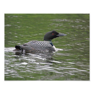 Impression de la photo de la faune du Loin commun