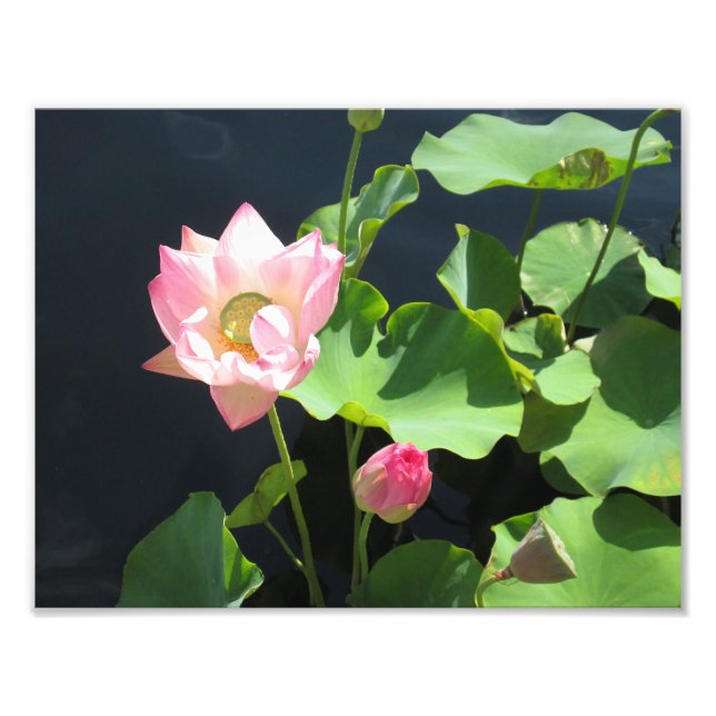Impression de la photo de la fleur de Lotus géante (Devant)