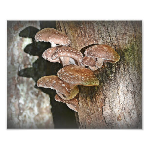 Impression de la photo du champignon Shiitake