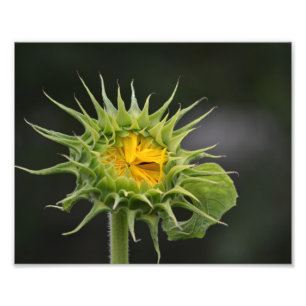 Impression de la photo Sunflower Bud