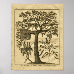 Impression de la plante de culture de mandrake en 