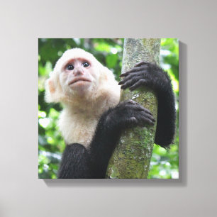 Impression de la toile de singe capucin
