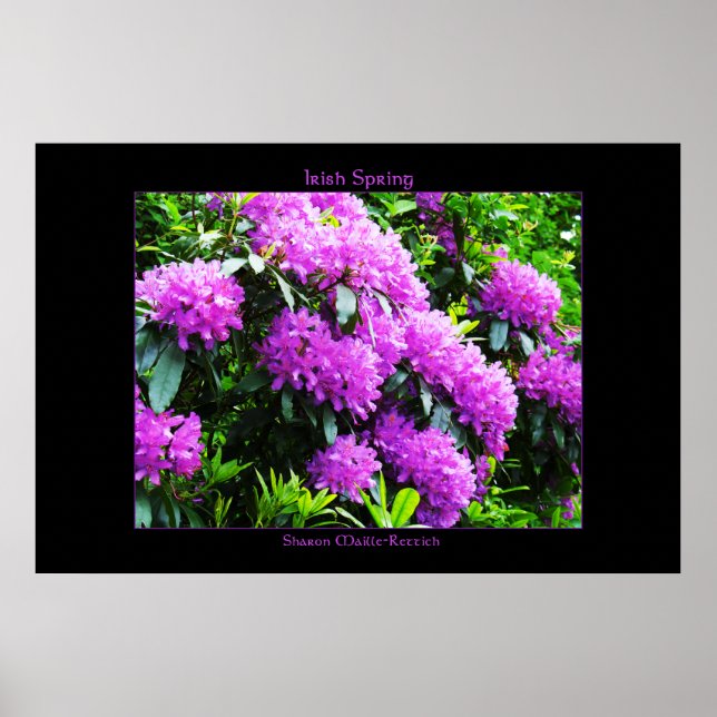 Impression de l'affiche du printemps irlandais (Devant)