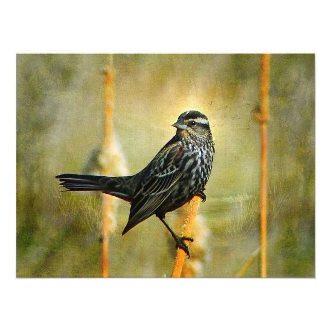 Impression de l'affiche en veilleuse (Devant)