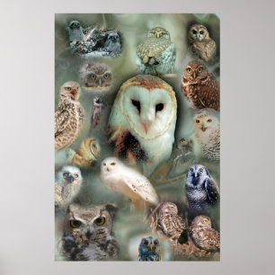 Impression de l'affiche Happy Owls