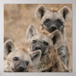 Impression de l'affiche Hyenas
