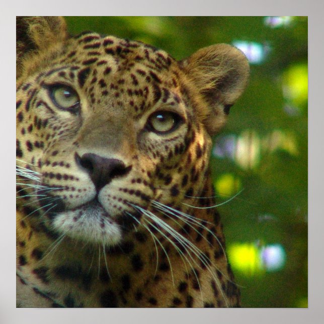 Impression de l'affiche Leopard (Devant)