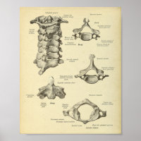Impression de l'anatomie de la colonne cervicale