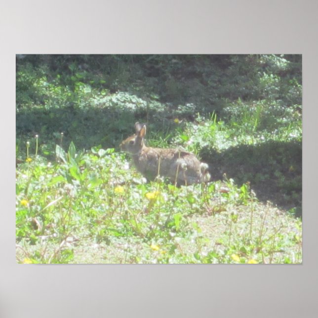 Impression de lapin sauvage (Devant)