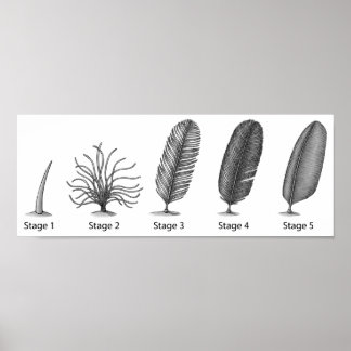 Impression de l'évolution des plumes