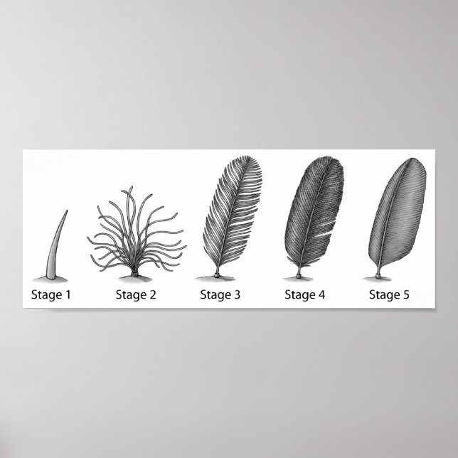 Impression de l'évolution des plumes (Devant)