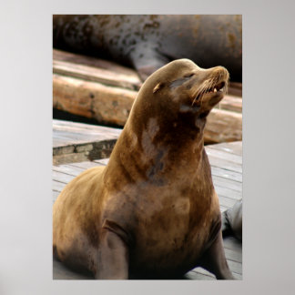 Impression de Lion de mer