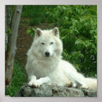 Impression de loup arctique