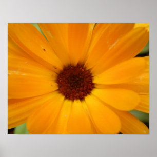Impression de Marguerite de Pluie Orange