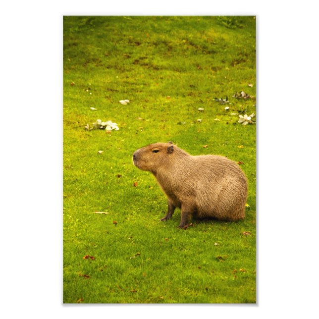 Impression de photo de capybara (Devant)