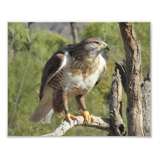 Impression de photo Red Tail Hawk (Devant)