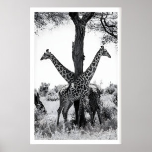 Impression de photographie de faune, girafes noir 