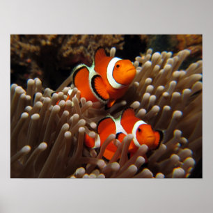 Impression de poisson clown Nemo