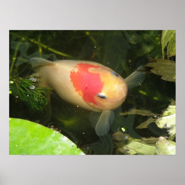 Impression de poisson rouge (Devant)