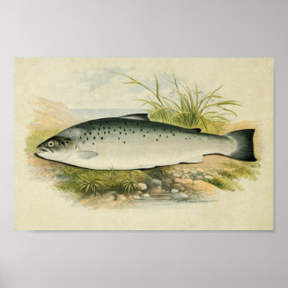 Impression de poisson vintage 032 | Truite Saumon