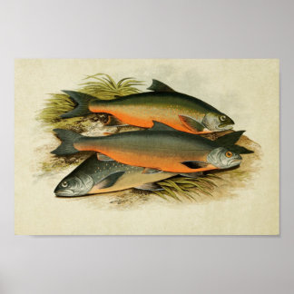 Impression de poisson vintage 040 | Charr Assorti
