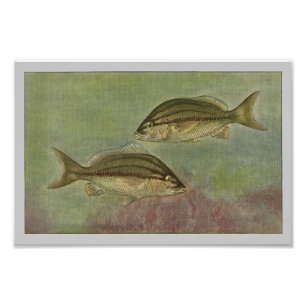 Impression de poisson Vintage Marge