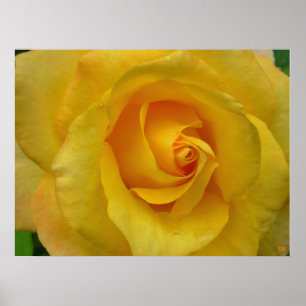 Impression de rose jaune Affiche de fleurs belle i