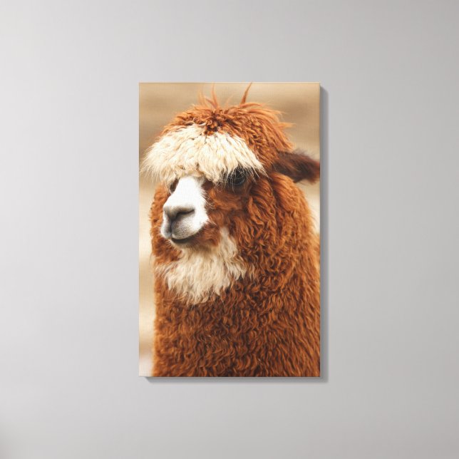 Impression de toile Alpaca (Recto)