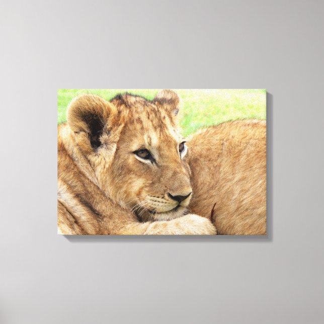 Impression de toile Baby Tiger (Recto)