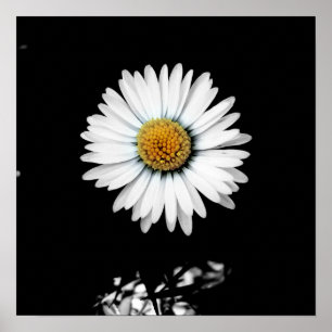 Impression de toile de marguerite