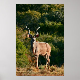 Impression de toile East Cape Kudu