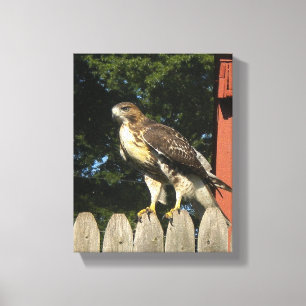 Impression de toile enroulée Hawk