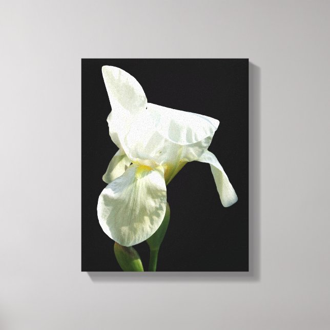 Impression de toile Iris (Recto)