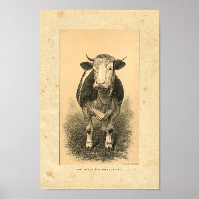 Impression de vache vintage 1888 (Devant)