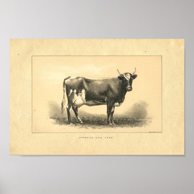 Impression de vache vintage 1888 (Devant)