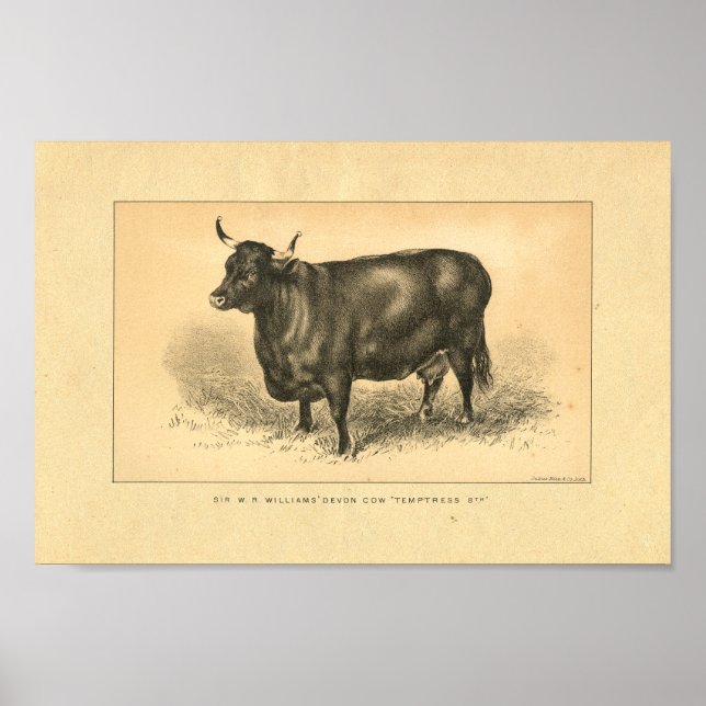 Impression de vache vintage 1888 (Devant)