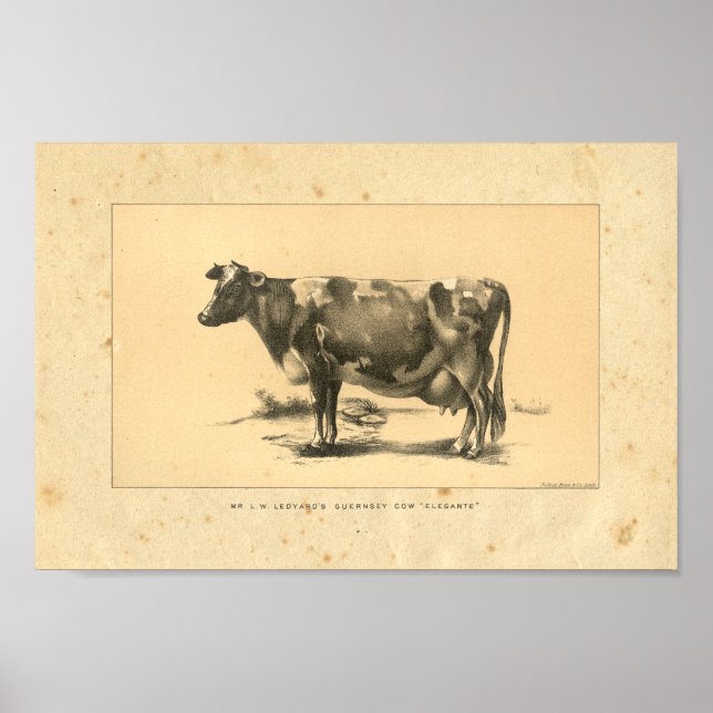 Impression de vache vintage 1888 (Devant)