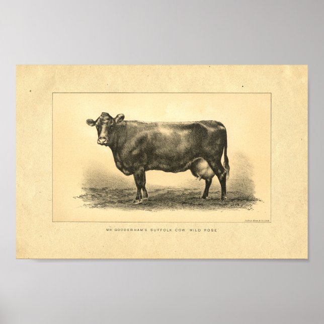 Impression de vache vintage 1888 (Devant)