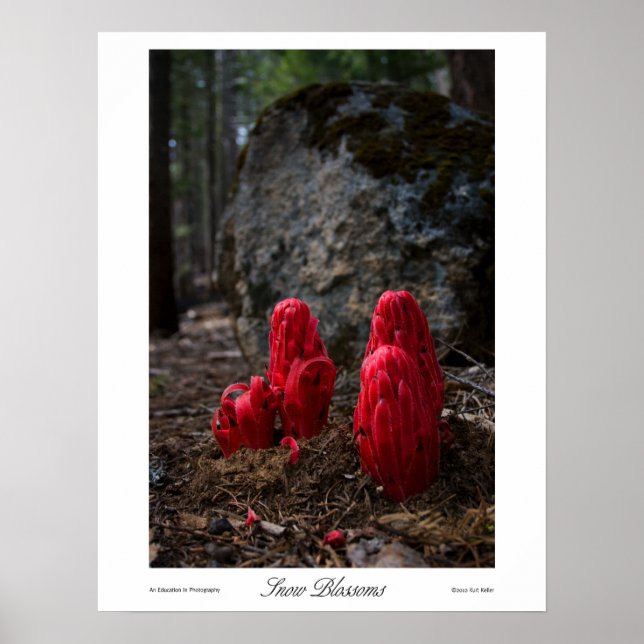 Impression des fleurs de neige (Devant)