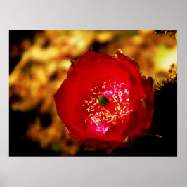 Impression des fleurs du désert
