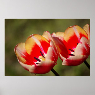Impression des tulipes humides