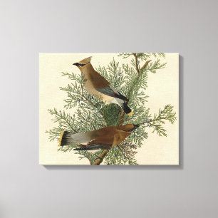 Impression d'oiseau de John James Audubon Jaseur b