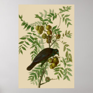Impression d'oiseau Grackle violet d'Audubon Botan