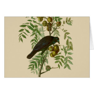 Impression d'oiseau Grackle Violet d'Audubon Botan