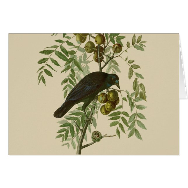 Impression d'oiseau Grackle Violet d'Audubon Botan (Devant horizontal)