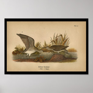 Impression d'oiseaux au bécasseau solitaire en 18
